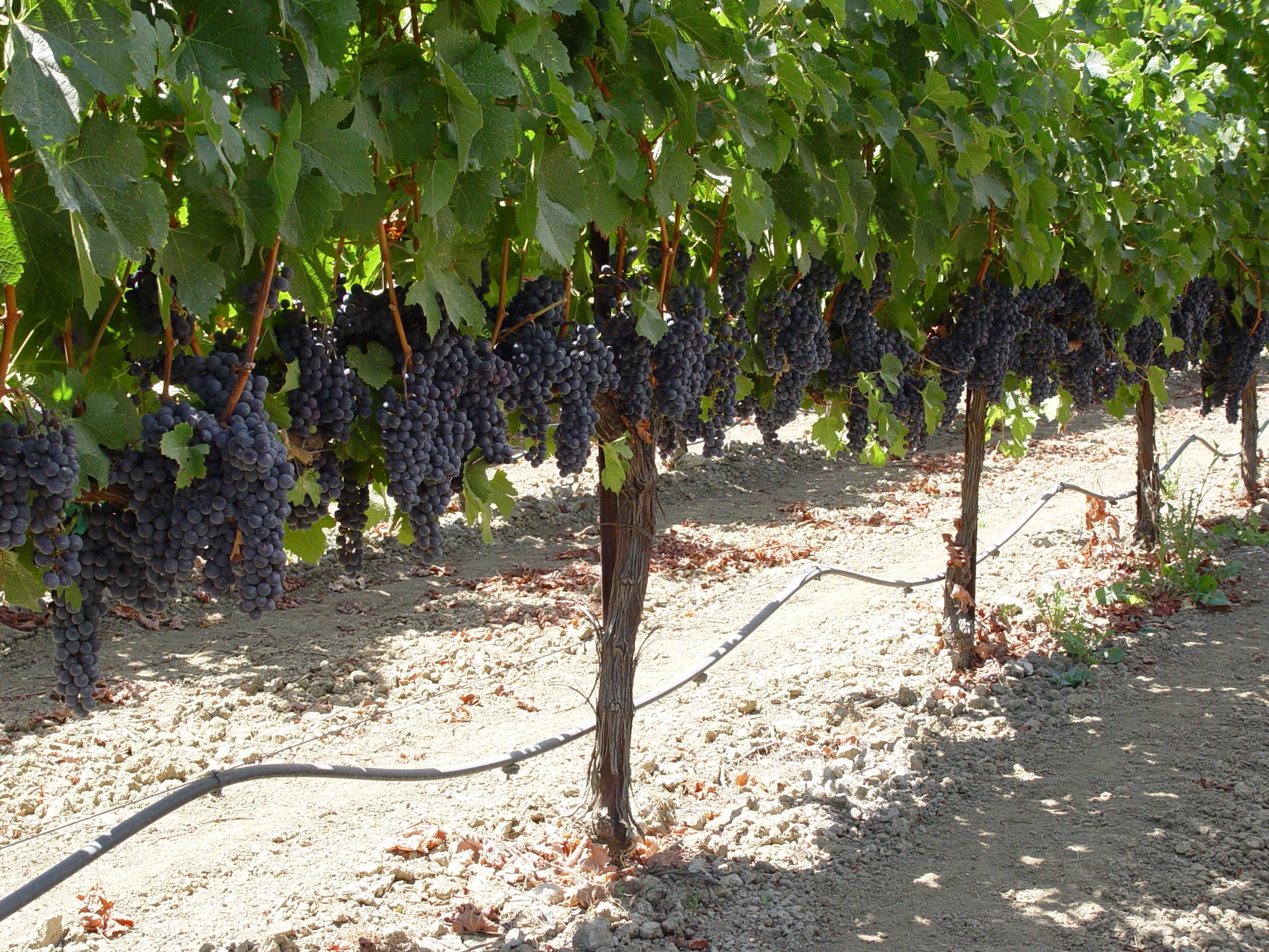North Coast Wine Harvest Underway (Initial Reports)