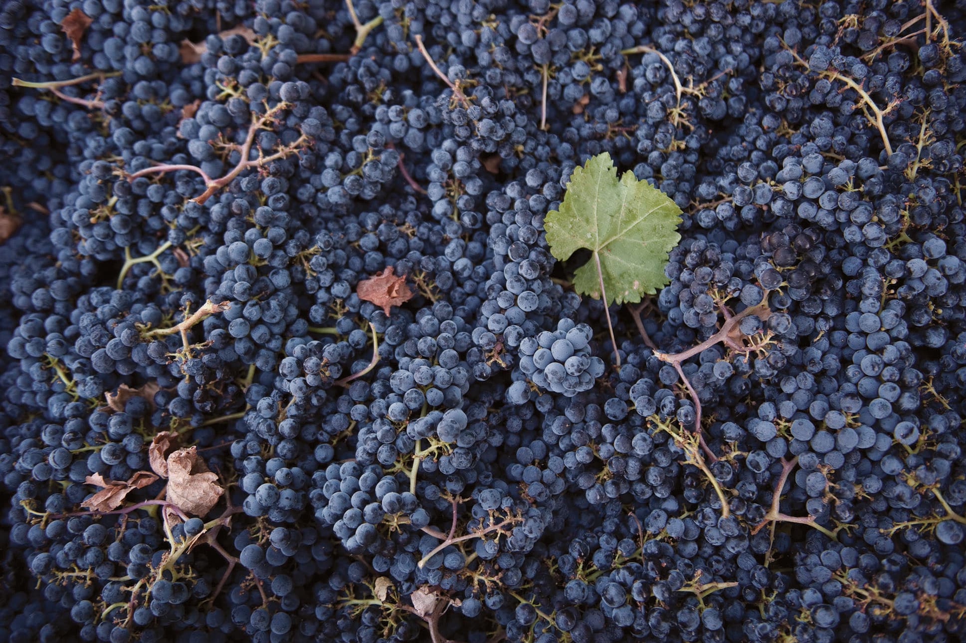 An Insider’s Guide to California’s Wine Harvest