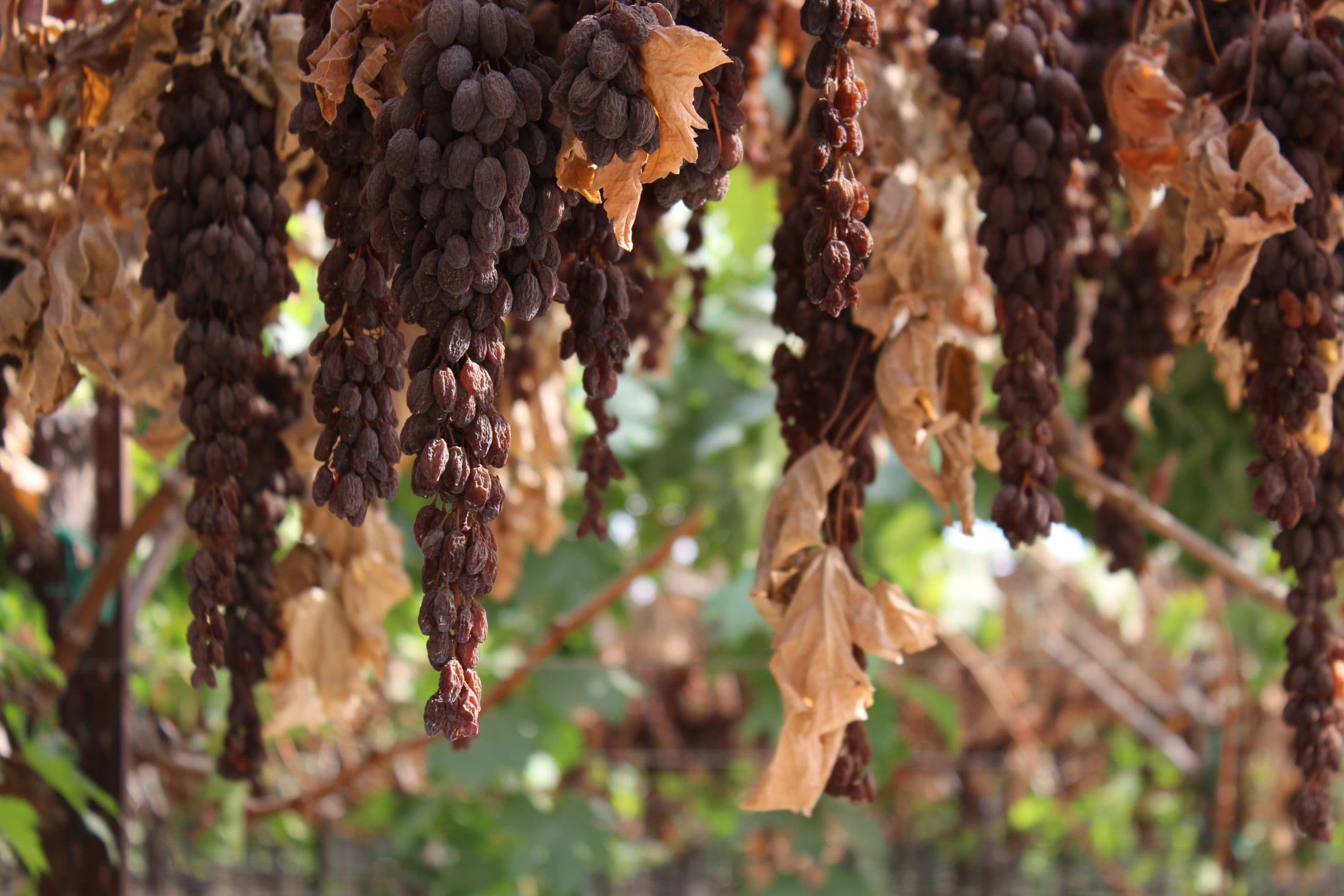 CDFA Raisin Handlers Annual Report