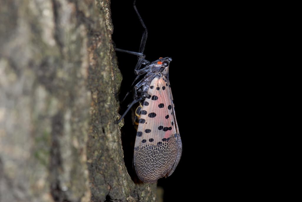 Nursery Finds Spotted Lanternfly, First Ever Reported in Oregon