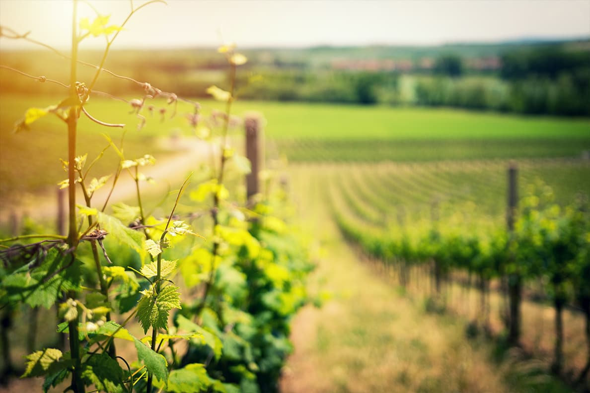 Grant Helps Grape Growers Manage Nutrients