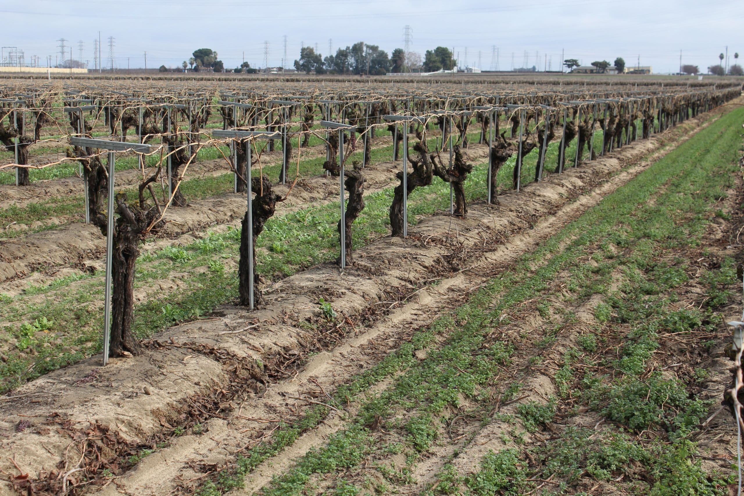 Reconsidering Dormant Lime Sulfur Application for Upper Midwest Vineyards