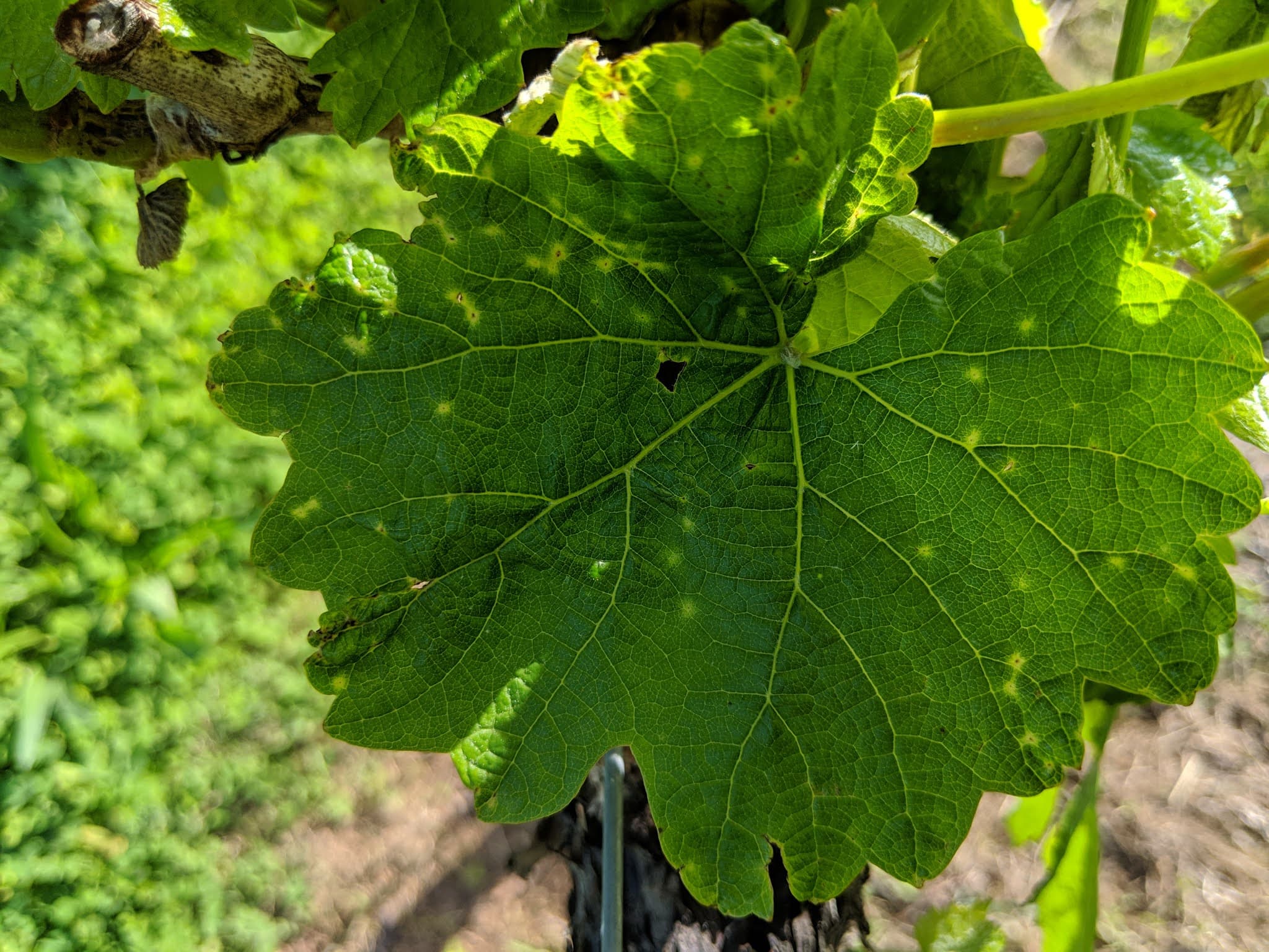 Phomopsis Management Reminder for Virginia Growers