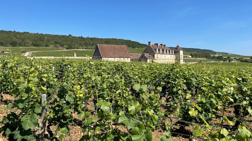 Evenstad Estates Announces Landmark Burgundy Vineyard Expansion