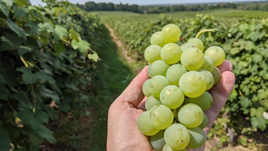 Michigan Grape Harvest Update with MSU