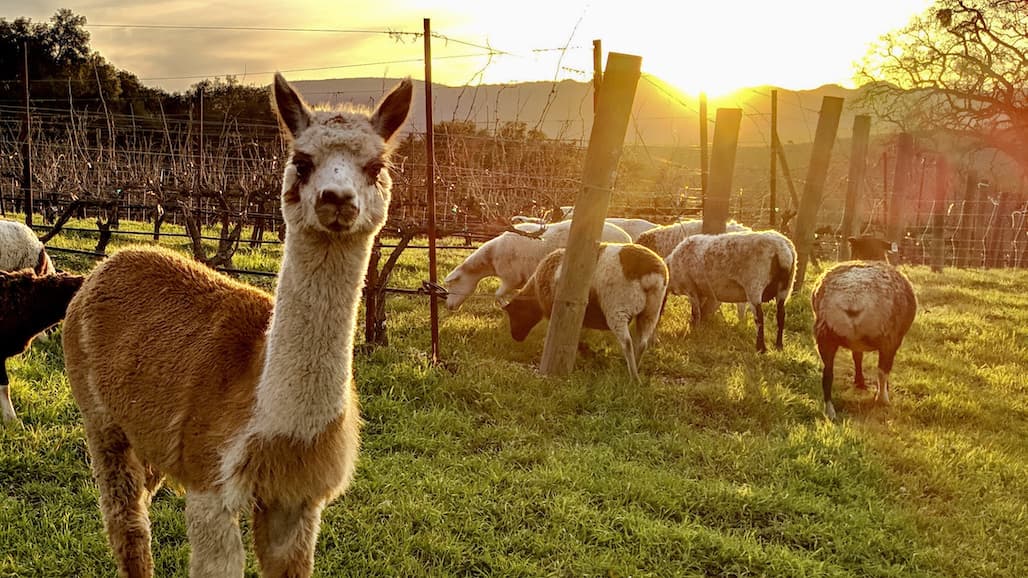 Supporting Sustainability in SLO CAL’s Wine Country