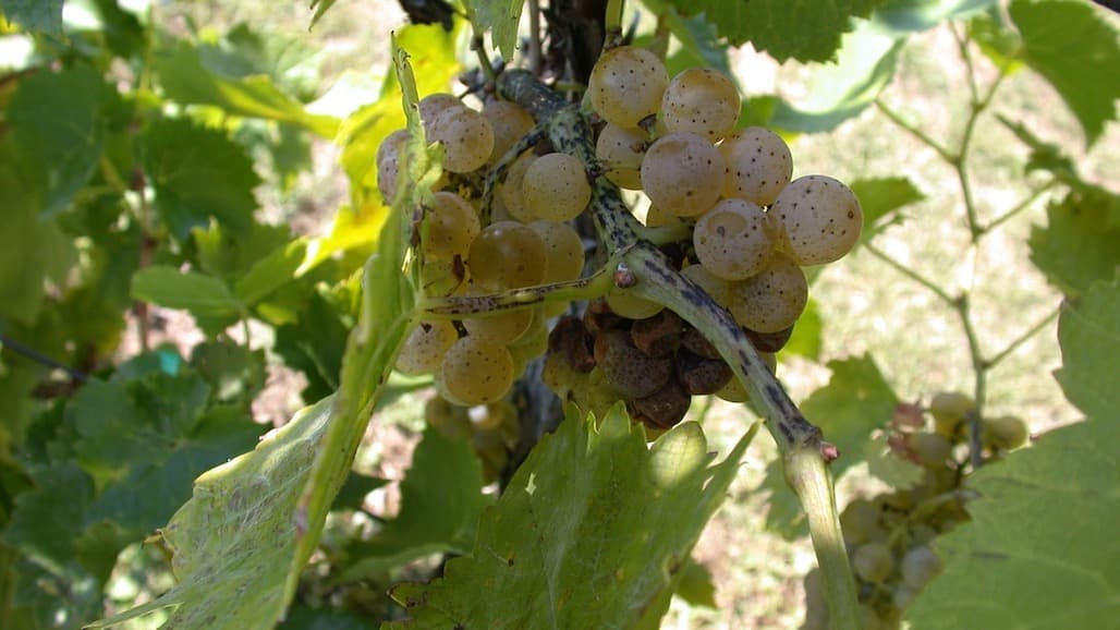 Early Season Phomopsis and Anthracnose Management in Virginia Vineyards