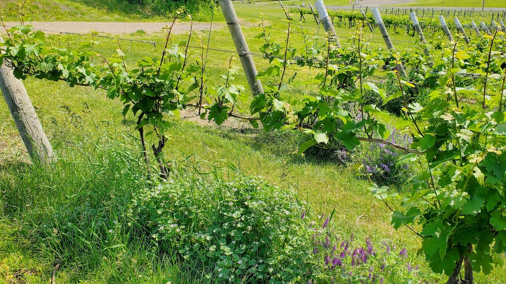 MSU Extension Michigan Grape Crop Update