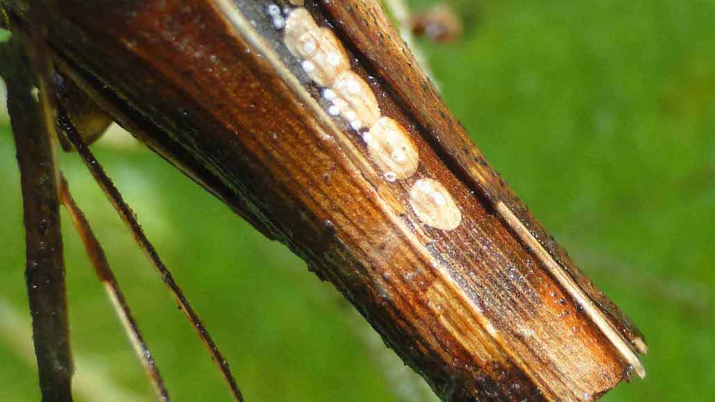 Grape Scale, an Inconspicuous Grape Pest