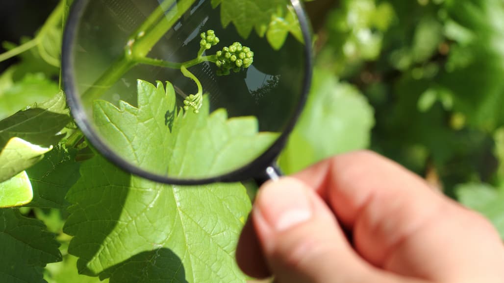 RNA Interference in the Vineyard: a Potentially Transformative Tool?