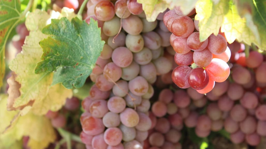 “Astonishing” Effects of Grapes, “Remarkable” Potential for Health Benefits