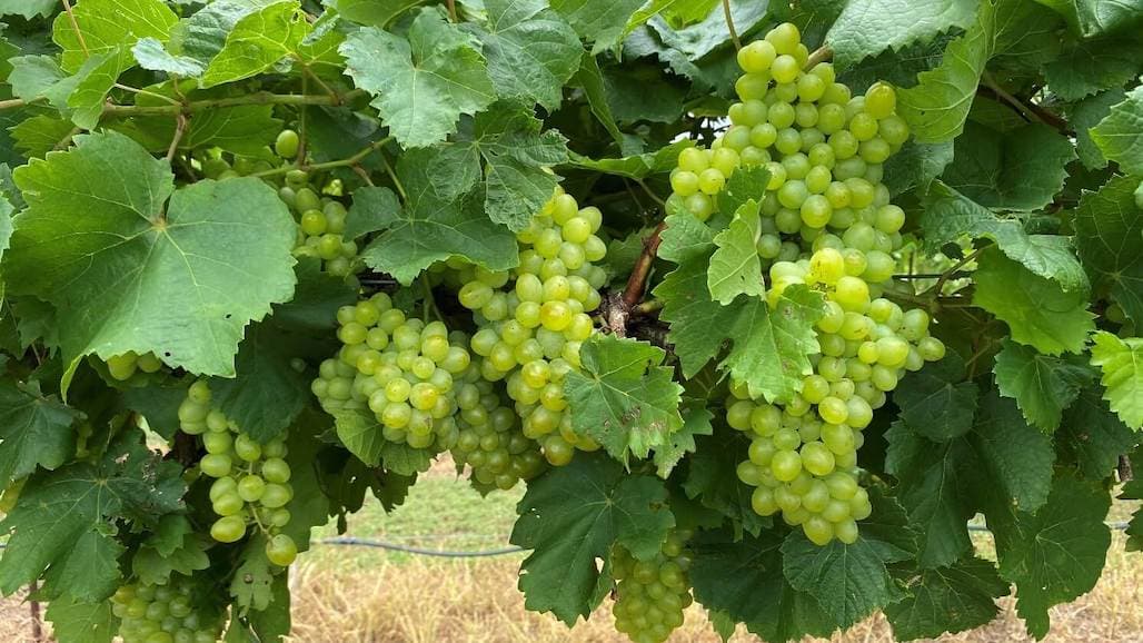 Southern Sensation Seedless: New Table Grape for the Mid-South