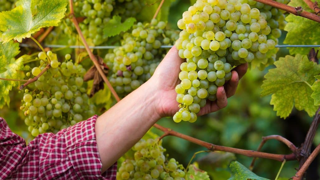 Grape Harvest Decisions Ahead of Frost or Freeze