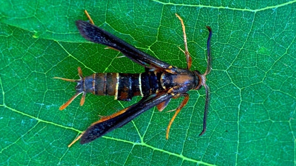 Entomopathogenic Nematodes as Management Tool for Grape Root Borer