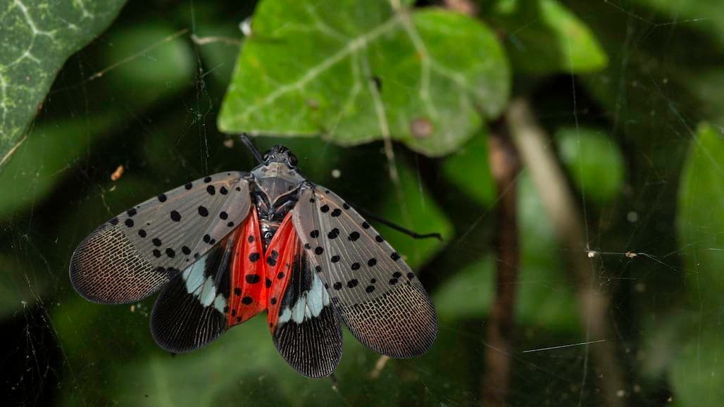 The Southeastern Spread of Spotted Lanternfly