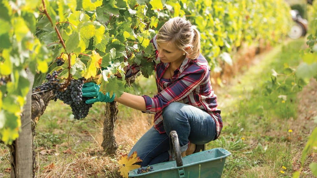 You May Be Able to Buy a Vineyard, and You Didn’t Know It