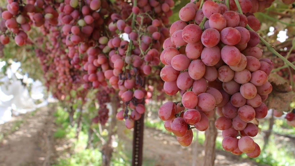 Chilean Table Grape Production & Exports on the Decline
