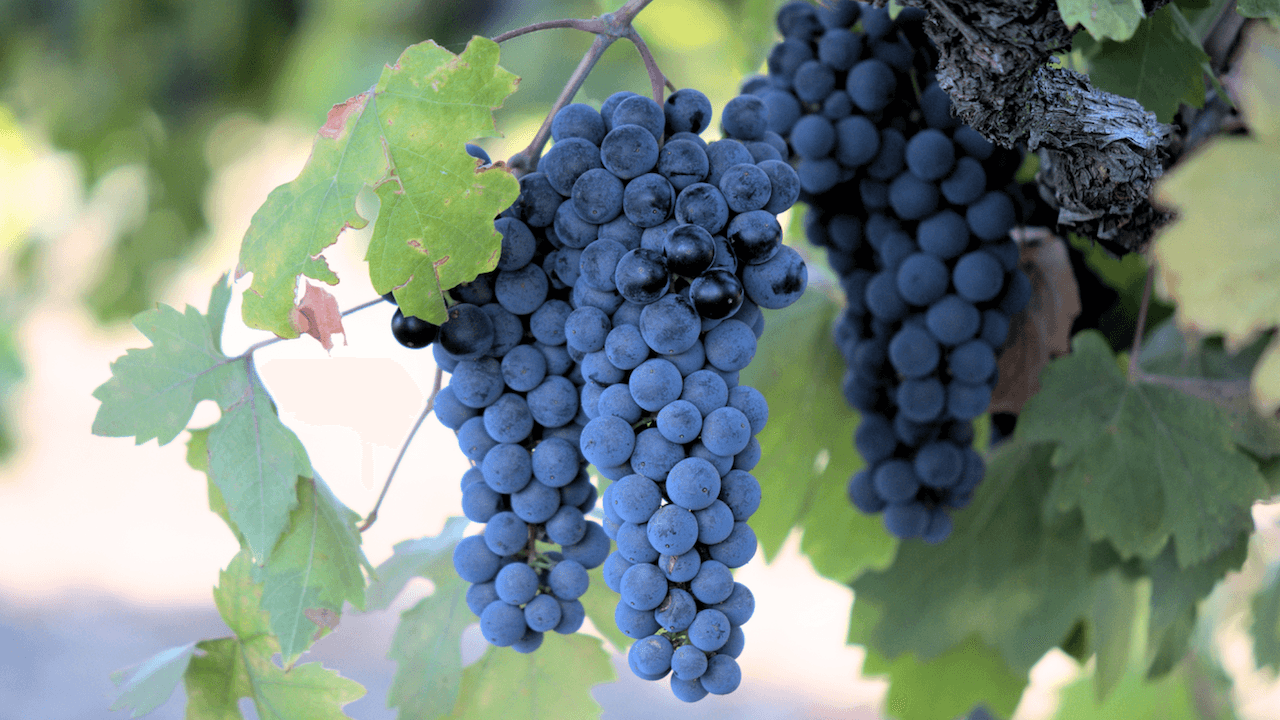 2022 California Grape Crush Report Misses Mark by 20,000 Tons