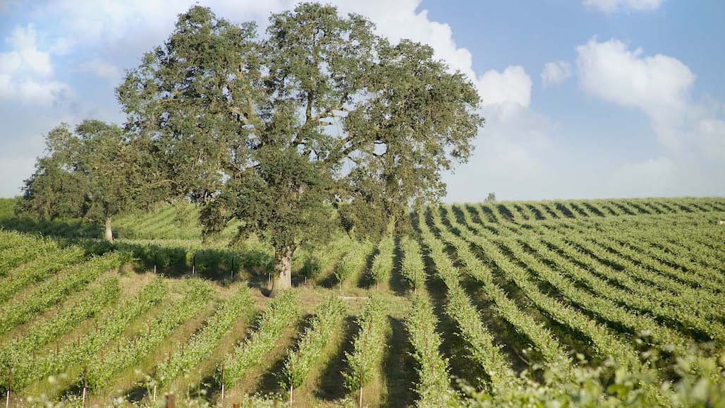 Lodi Winegrape Commission Welcomes 2023-2024 Board of Directors