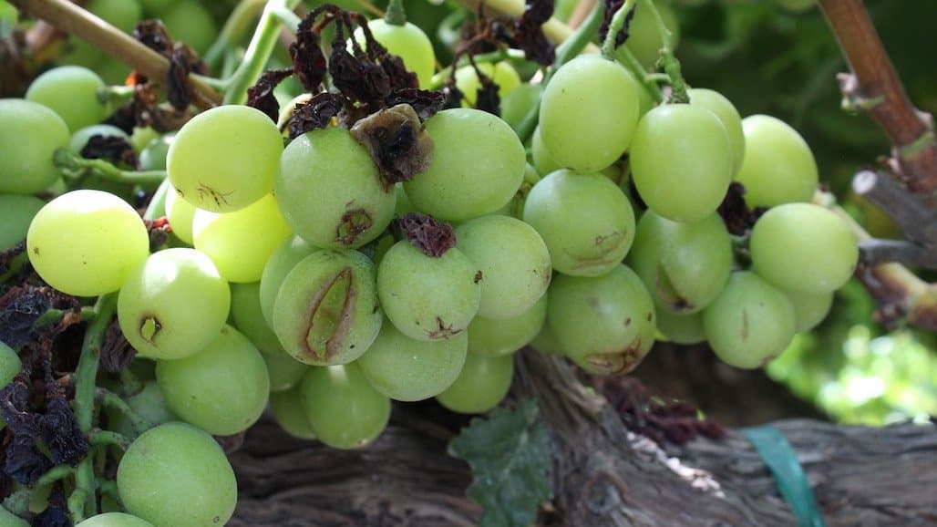 California Table Grape Growers Estimate 25 Million Boxes Lost to Hurricane