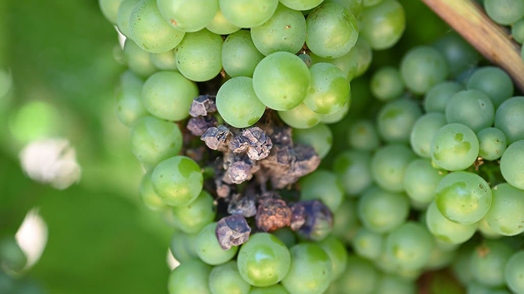 Protecting Your Vineyard From the Threat of Fungicide Resistance
