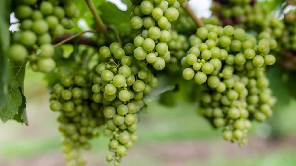 New York State and Regional Wine Associations Unite to Provide Expanded Access to Educational and Business Development Resources