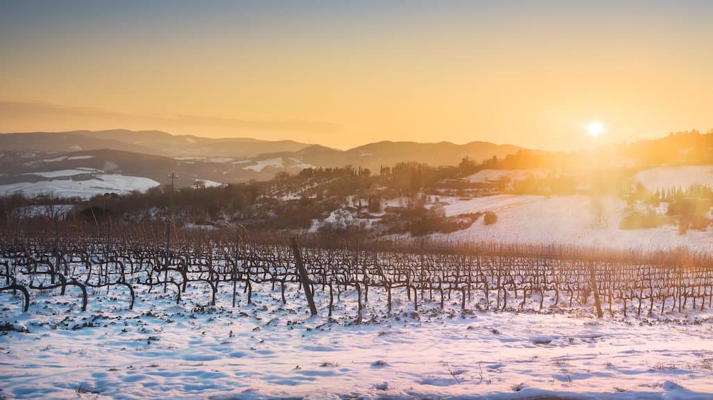 Cold Hardiness of Grapevines: Interplay of Genetics, Environment & Management