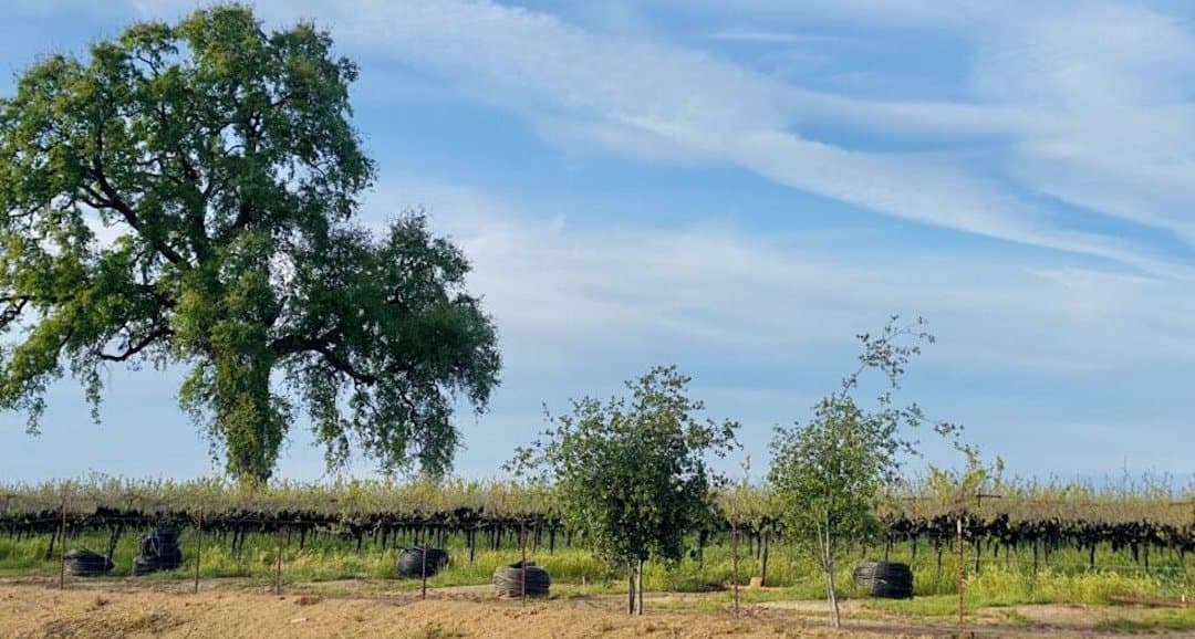How The U.S. Gov’t Subsidizes Imports To Benefit Big Wineries