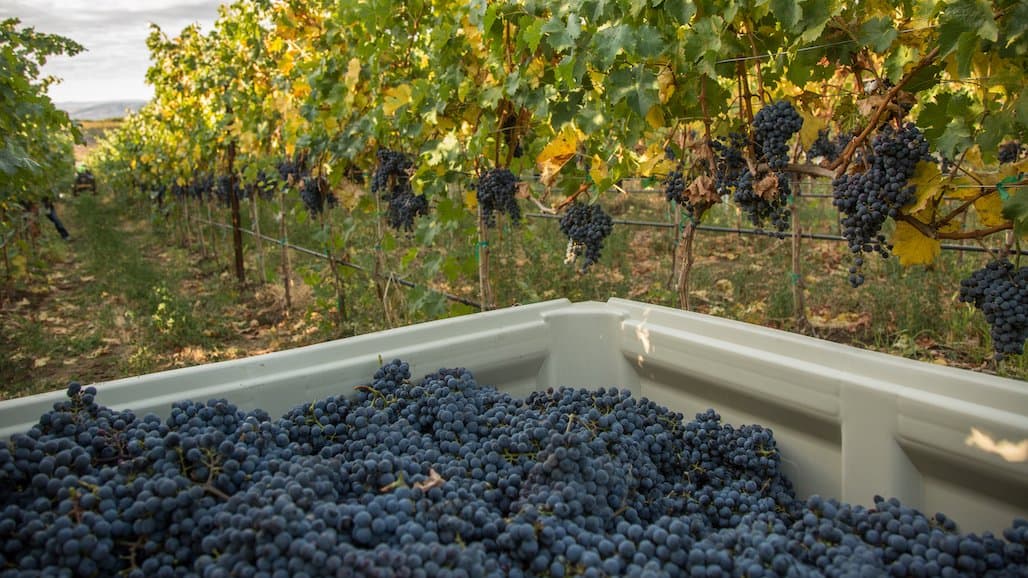 Fourteen Growers & Estate Wineries Launch “The Hills”, Elevating Rattlesnake Hills AVA