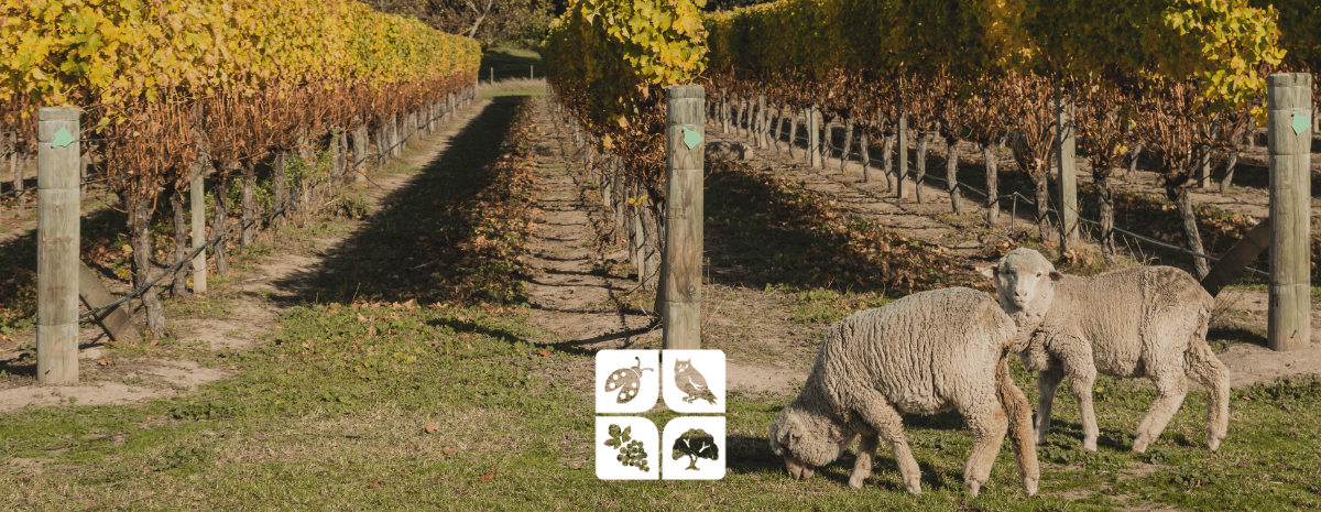 Tailgate: Grazing as a Sustainable Practice for Vineyards