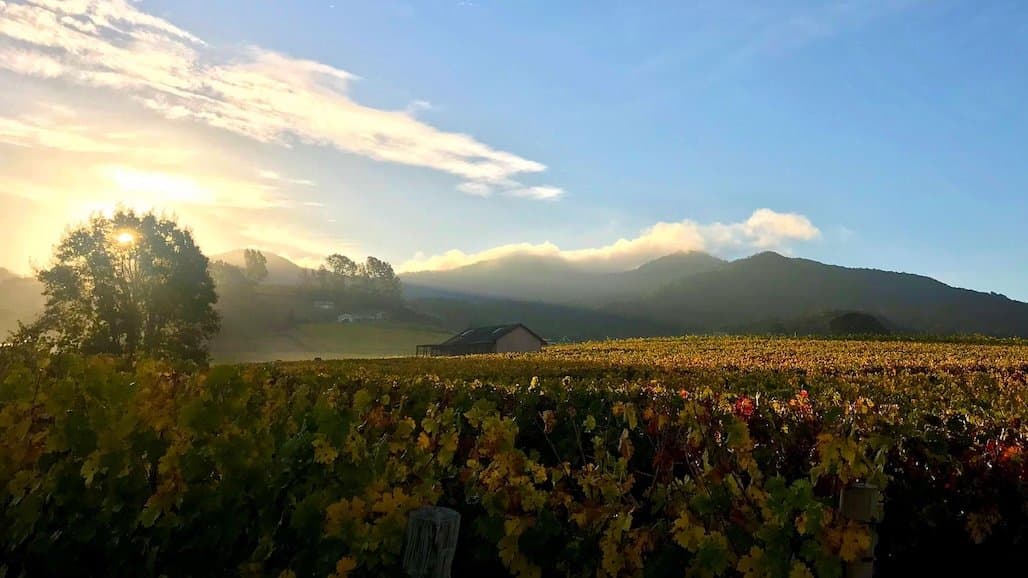Coombsville Vintners and Growers Announce New Board of Directors