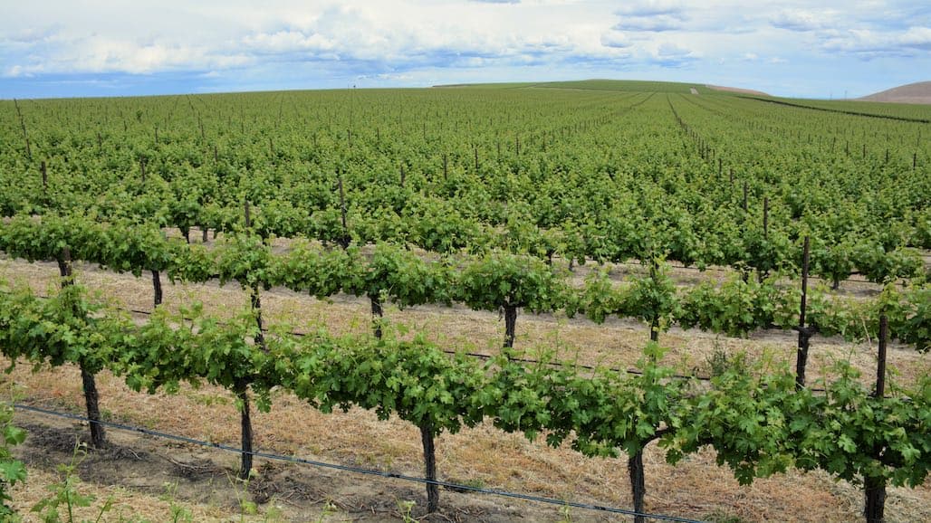 The Good and Bad of Protecting Newly Planted Grapevines from Nematodes