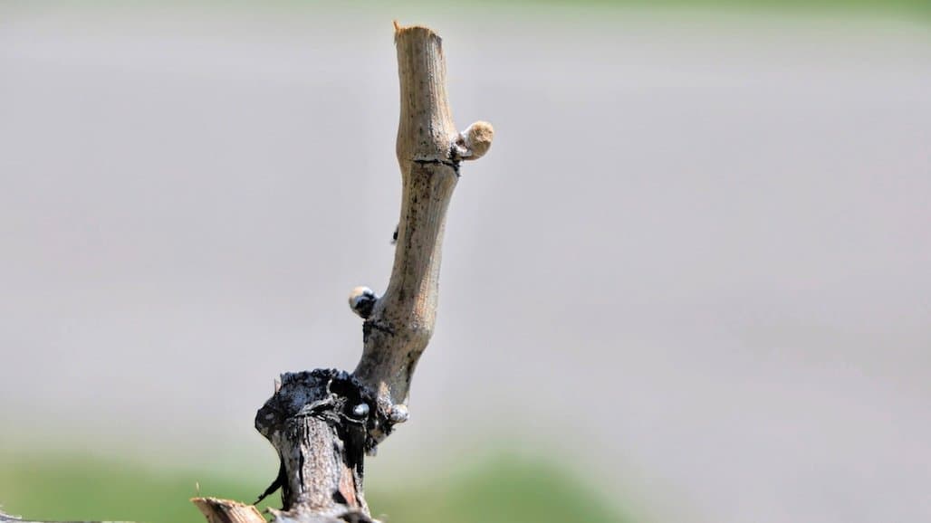 Michigan State University Viticulture Extension Crop Update