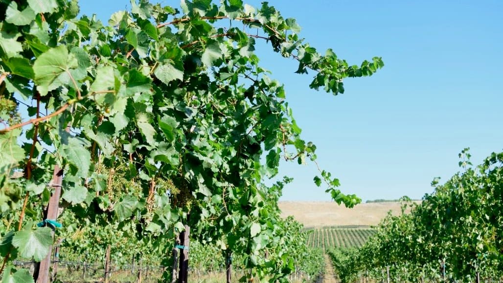 Two-Part Series: Protecting Nonbearing Grapevines from Nematodes While Preserving Soil Health