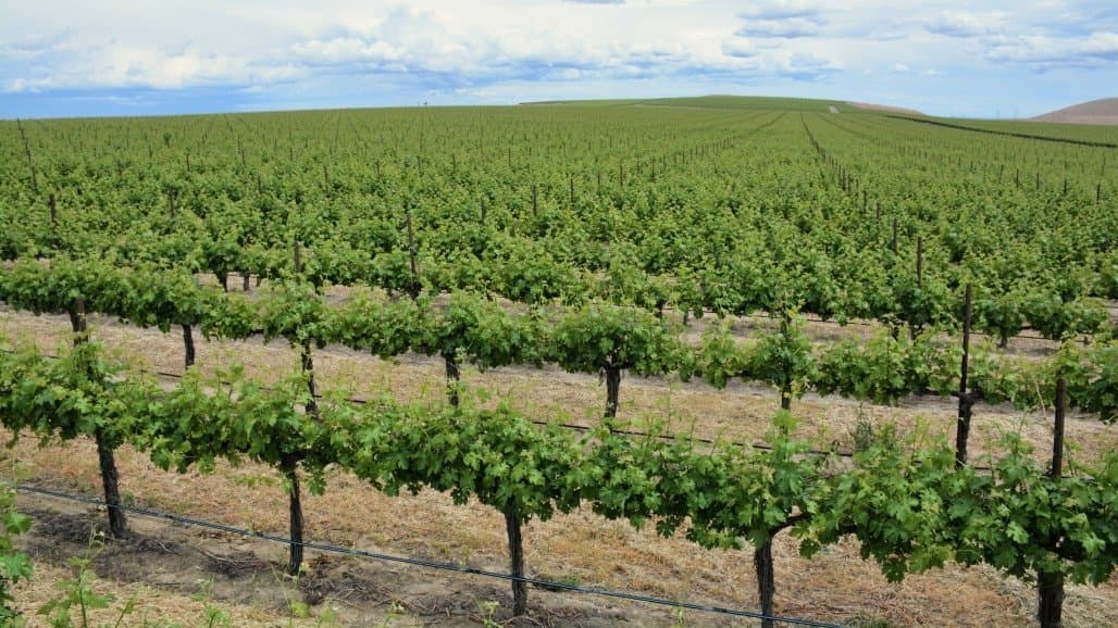 Root Flush: Protect Young Grapevine Roots From Plant-parasitic Nematodes