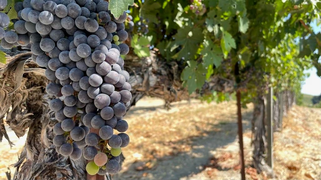 The Challenges of Establishing a Wine Improvement District