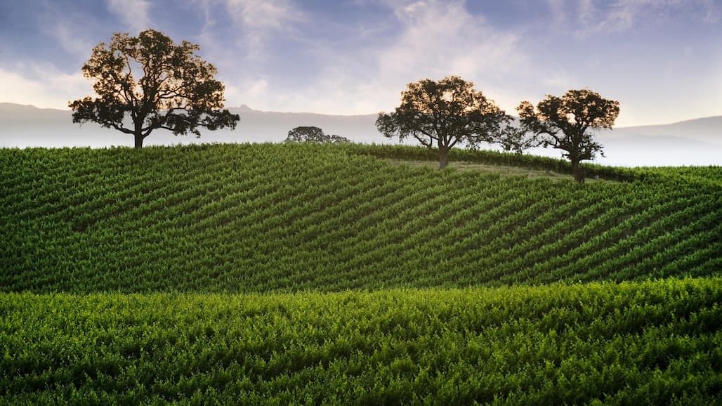 Lodi Winegrape Commission Elects Youngest Leadership Team In 34-Year History