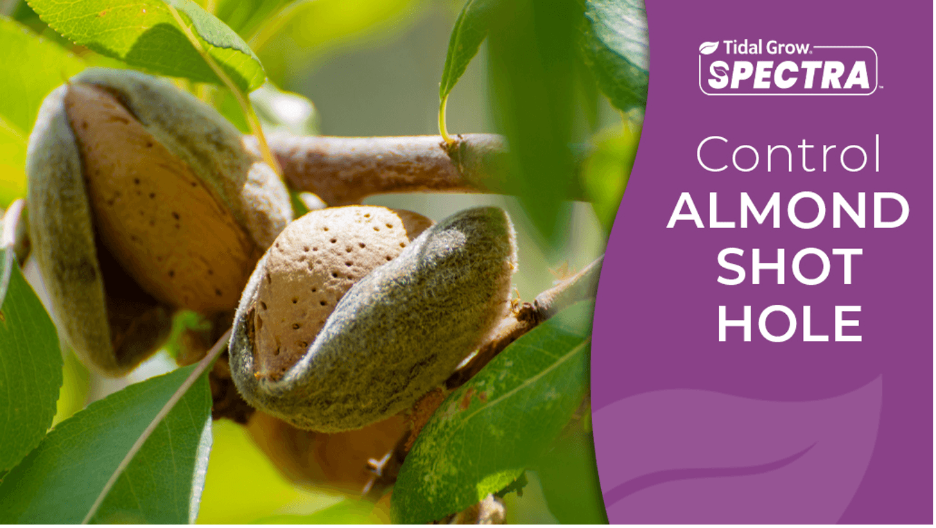 Shield Your Yield with Spectra™