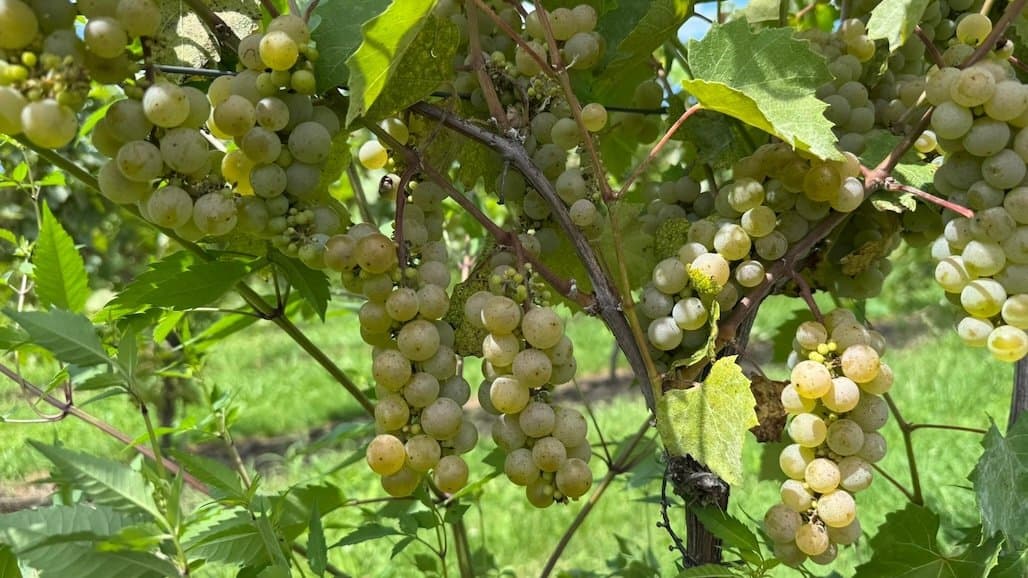 Michigan State University Extension Grape Crop Update