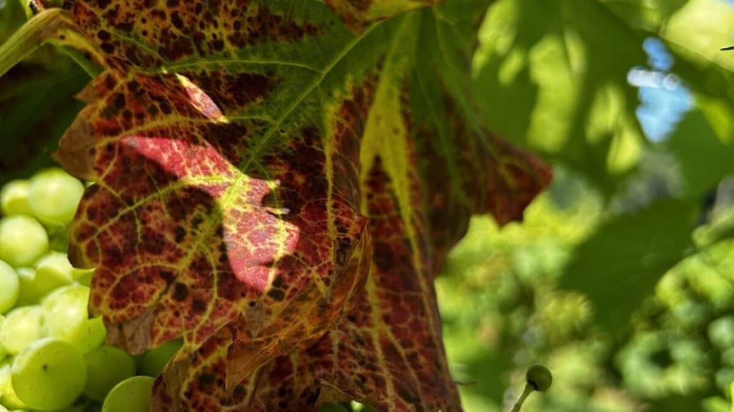 University of Georgia Extension Releases New Vineyard Nutrition Tissue Sampling Guide