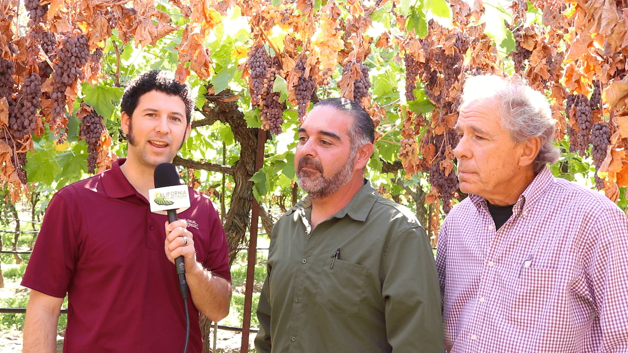 Raisin Growers Suffer Devastating Losses that Crop Insurance Won’t Cover