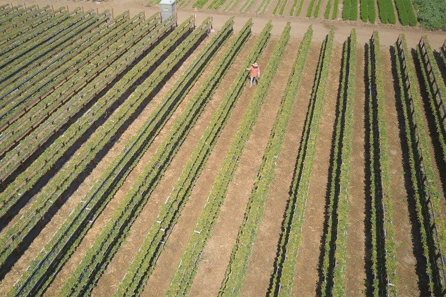 Vineyard Management Efficiency: Industry Panel