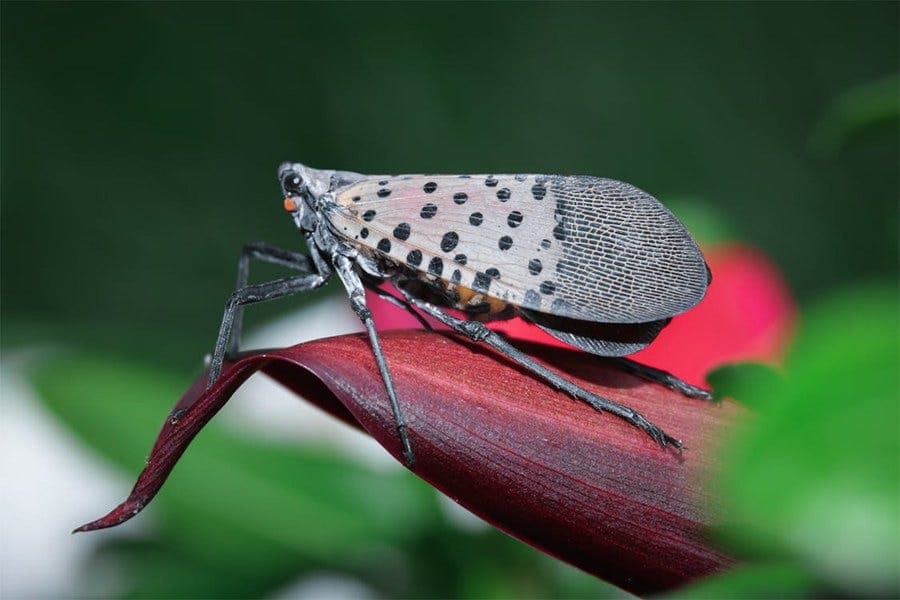 Spotted Lanternfly Research Updates & Panel Discussion