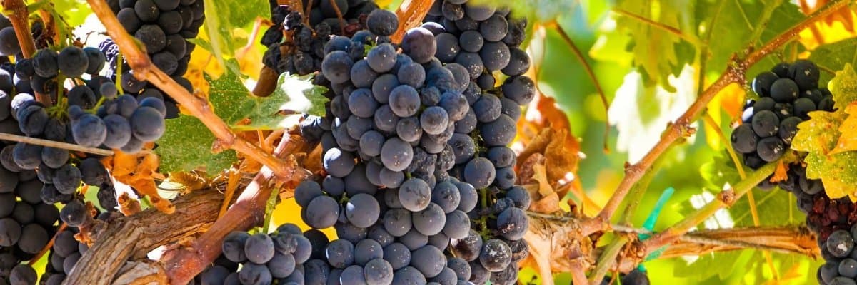 Lodi Grape Day Symposium & Luncheon