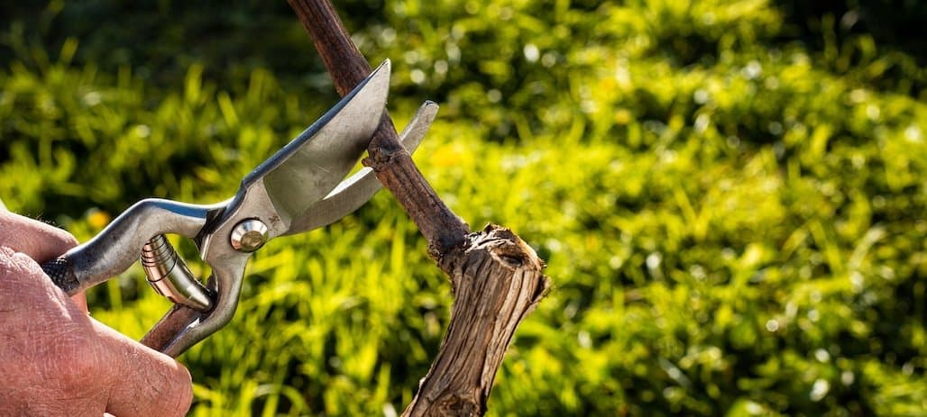University of Minnesota Grape Pruning Workshop (Barnum)