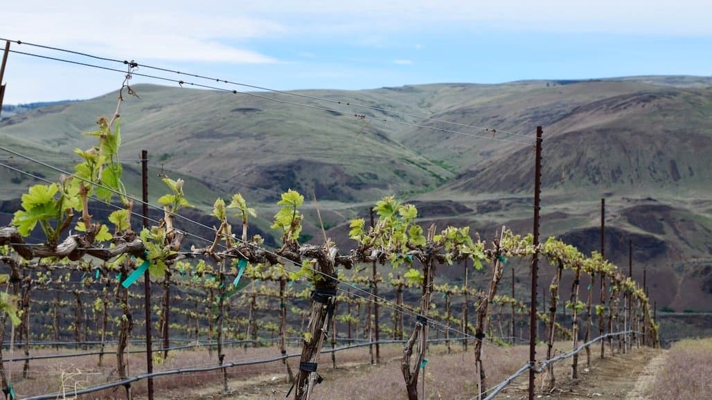 Protect California Wine Grapes, Vineyard Soils with Effective Nematode Control