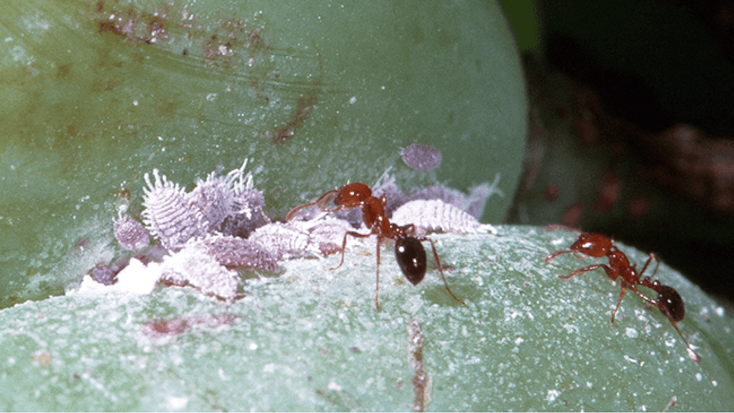 How to Control Vine Mealybug in California Vineyards