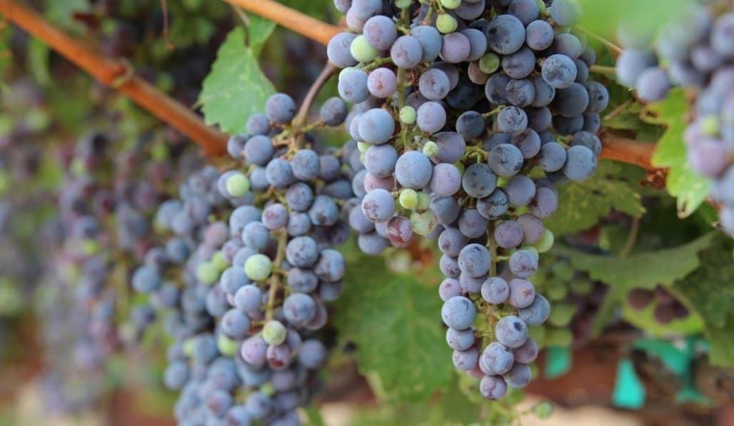 ARS Research May Help Save Grapes from Smoke Damage
