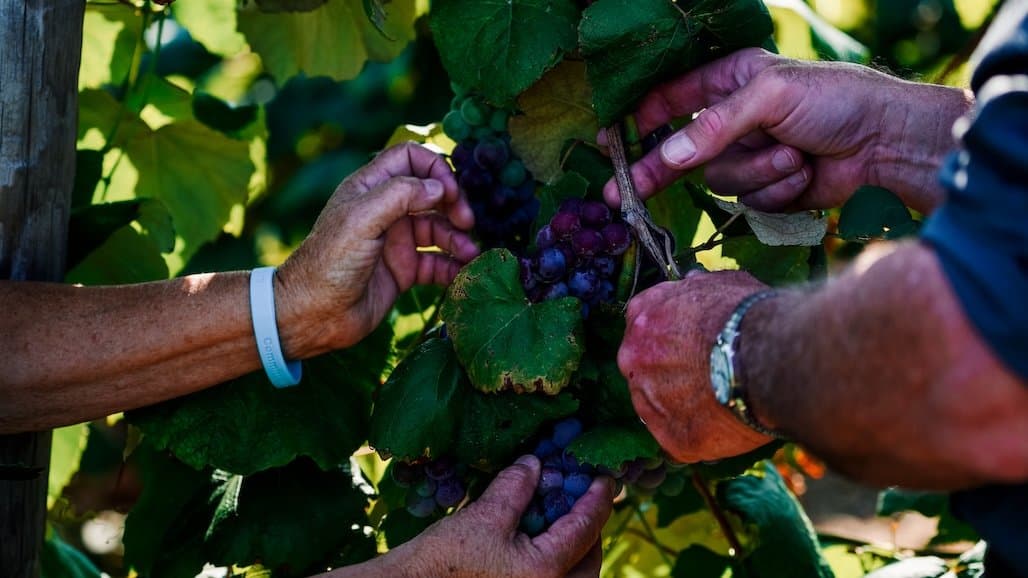 Minnesota Growers Wanted for Grape Disease Study