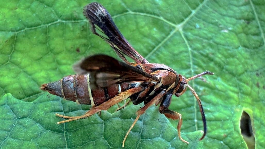 Preparing for Grape Root Borer